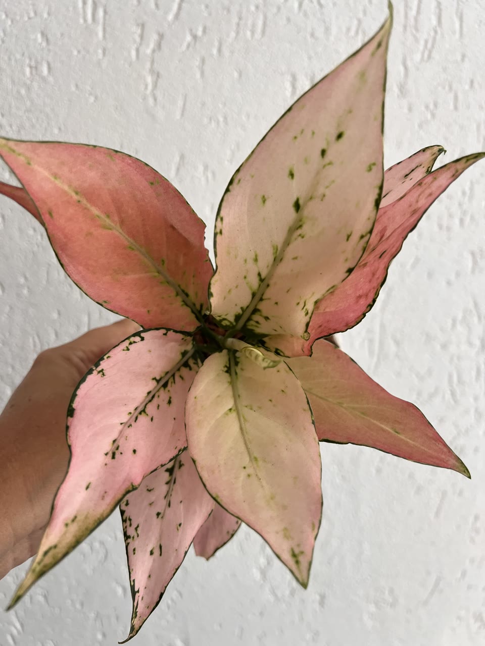 Aglaonema Rosa